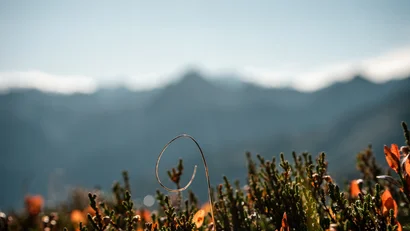 Pflanzen mit orangefarbenen Blüten vor einer unscharfen Bergkulisse