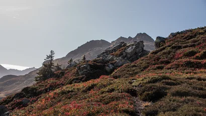 Alpine Berglandschaft mit Felsen, Nadelbäumen und rot gefärbter Zwergstrauchvegetation