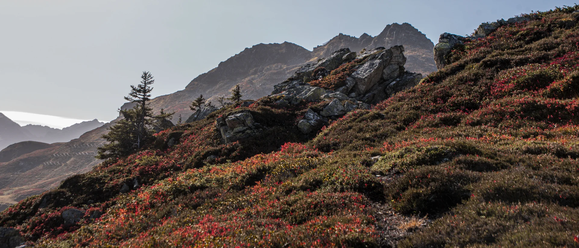 Alpine Berglandschaft mit Felsen, Nadelbäumen und rot gefärbter Zwergstrauchvegetation