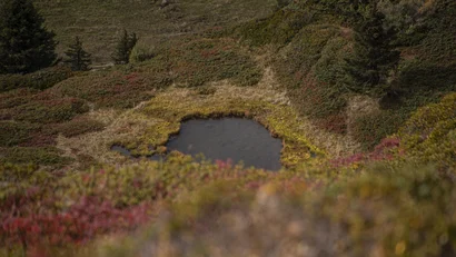Kleiner Teich in einer hügeligen Heidelandschaft mit Sträuchern und Bäumen