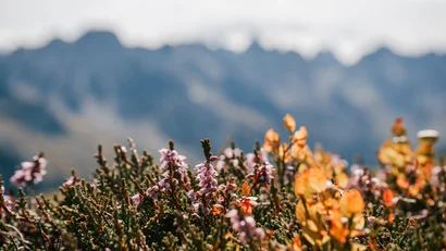 Blühende Alpenpflanzen vor unscharfer Bergkulisse