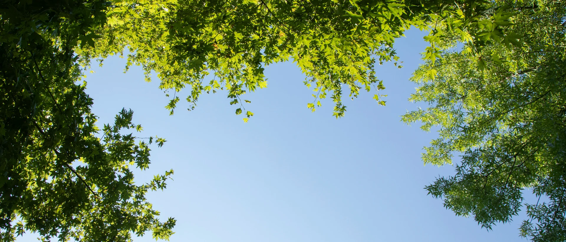 Grüner Blätterhimmel mit blauem, klarem Himmel im Zentrum